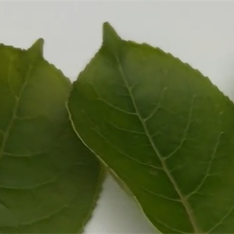 案例：ST-700d分光測色儀測量樹葉的顏色